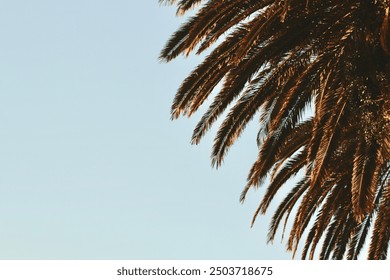 Beautiful sunset with a silhouetted tree against a vibrant sky in Cape Town, South Africa. - Powered by Shutterstock