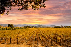 Beautiful Sunset Sky In Napa Valley Wine Country On Autumn Vineyards , Mountains.