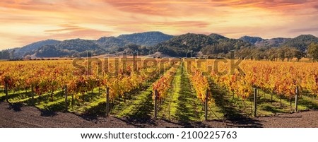 Beautiful Sunset Sky in Napa Valley Wine Country on Autumn Vineyards and Mountains panoramic.
