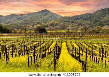 Beautiful Sunset Sky in Napa Valley Wine Country on Autumn Vineyards , Mountains.