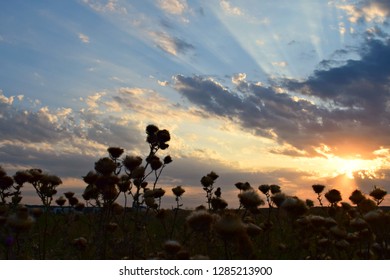 beautiful sunset sky on the background of thorns of plants - Shutterstock ID 1285213900