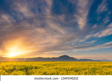 Beautiful sunset in a spring evening over a colorful bright yellow rapeseed Brassica napus crop filed, with dramatic cloudy sky, enhanced sun light and mountains in the background.
