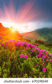 Beautiful sunset in the spring mountains. View of  hills, covered with fresh blossom rhododendrons.