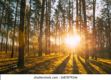 Beautiful Sunset Sunrise Sun Sunshine In Sunny Spring Coniferous Forest. Sunlight Sunbeams Through Woods In Forest Landscape.