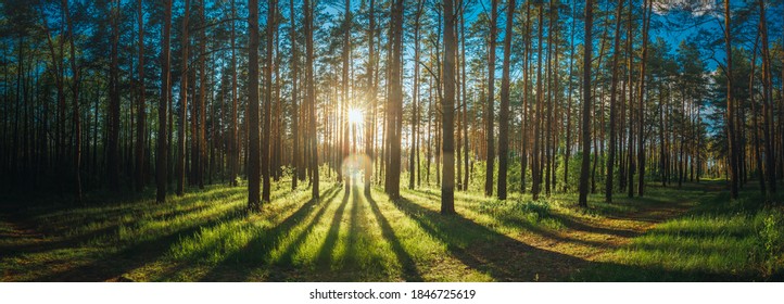 Beautiful Sunset Sunrise Sun Sunshine In Sunny Summer Coniferous Forest. Sunlight Sunbeams Through Woods In Forest Landscape. Panorama Panoramic View - Powered by Shutterstock