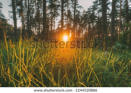 Similar – Foto Bild Die angenehme Stimmung der Natur