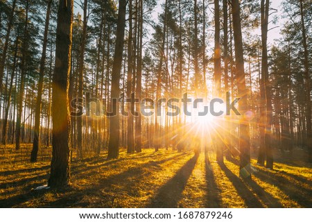 Beautiful Sunset Sunrise Sun Sunshine In Sunny Spring Coniferous Forest. Sunlight Sunbeams Through Woods In Forest Landscape.