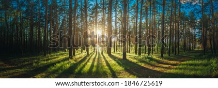 Beautiful Sunset Sunrise Sun Sunshine In Sunny Summer Coniferous Forest. Sunlight Sunbeams Through Woods In Forest Landscape. Panorama Panoramic View