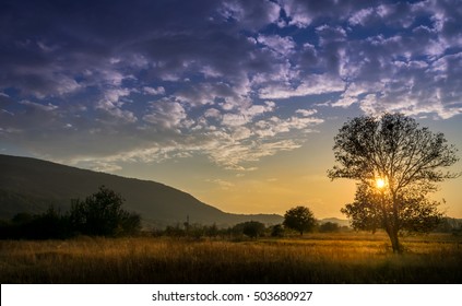 Beautiful Sunset through the single tree branches
