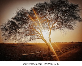 A Beautiful Sunset 🌅
#sunset
#tree