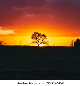 Beautiful Sunset With A Tree Sillhouette