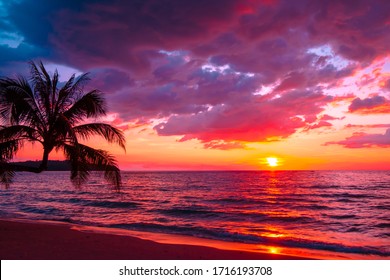 Beautiful sunset tropical beach with palm tree and pink sky for travel and vacation in holiday relax time - Shutterstock ID 1716193708