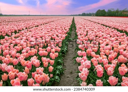 Beautiful sunset at the tulip fields in the countryside from the Netherlands in spring