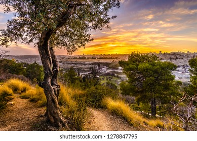 Beautiful sunset view of Jerusalem's Old City landmarks: Temple Mount with Dome of the Rock, Golden Gate and Mount Zion in the distance; with olive tree on Mount of Olives
