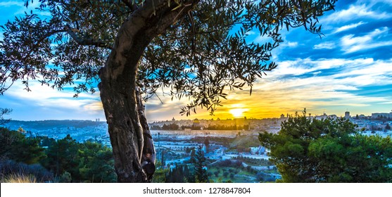 Beautiful sunset view of Jerusalem's Old City landmarks: Temple Mount with Dome of the Rock, Golden Gate and Mount Zion in the distance; with olive tree on Mount of Olives
