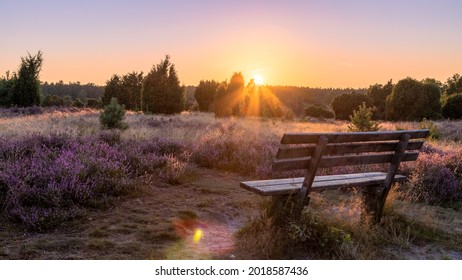 Beautiful sunset view with park bench in Lüneburg Heath Nature Park (nature reserve) during heath blossom, Northern Germany.  - Powered by Shutterstock