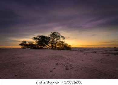 Beautiful Sunset View From Tree Of Life, Bahrain. The Tree Of Life In Bahrain Is A 9.75 Meters High Prosopis Cineraria Tree That Is Over 400 Years Old - Long Exposure Image