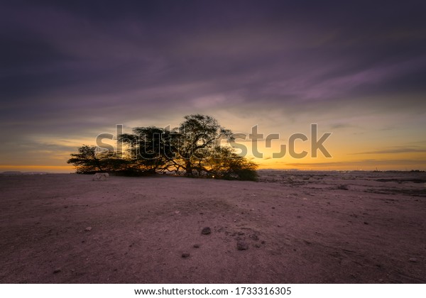 Beautiful sunset view\
from Tree of Life, Bahrain. The Tree of Life in Bahrain is a 9.75\
meters high Prosopis cineraria tree that is over 400 years old -\
Long exposure image