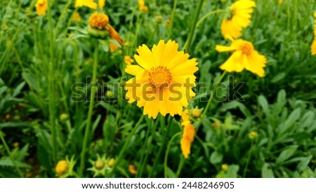 Beautiful sunshine flower (Coreopsis lanceolata).