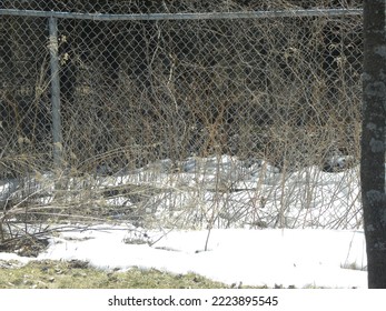 Is A Beautiful Sunshine And Melting Snow In The Park