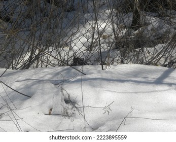 Is A Beautiful Sunshine And Melting Snow In The Park