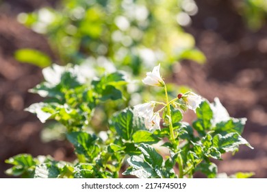 A beautiful super macro photo of a Colorado potato beetle larvae on a potato plant. Pest control, Food problems, ecology, gardening concept