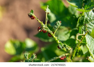 A beautiful super macro photo of a Colorado potato beetle larvae on a potato plant. Pest control, Food problems, ecology, gardening concept