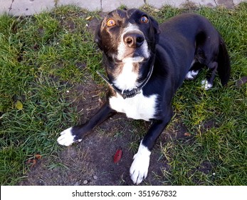 Beautiful Surprised Dog