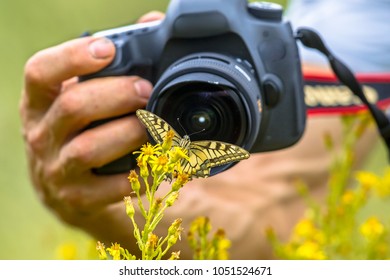 Beautiful Swallowtail Butterfly On Yellow Flower Photography By Wildlife Photographer From Short Distance