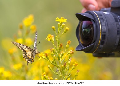 Beautiful Swallowtail Butterfly On Yellow Flower Photographed By Wildlife Photographer From Short Distance