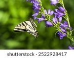 A beautiful Swallowtail butterfly visits a blooming perennial wildflower garden filled with native Rocky Mountain Penstemon plants in Colorado.