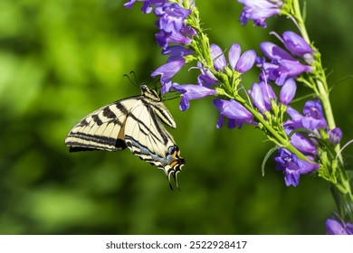 A beautiful Swallowtail butterfly visits a blooming perennial wildflower garden filled with native Rocky Mountain Penstemon plants in Colorado. - Powered by Shutterstock