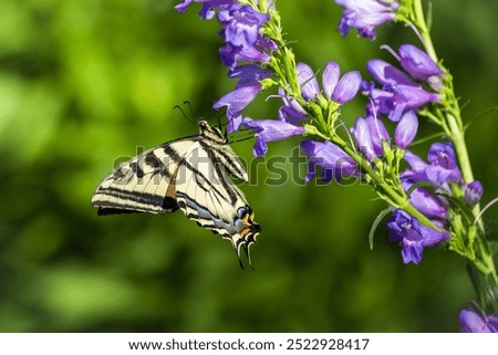 A beautiful Swallowtail butterfly visits a blooming perennial wildflower garden filled with native Rocky Mountain Penstemon plants in Colorado.