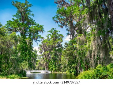 Beautiful Swamp And Lake Area With Old Trees In South Carolina