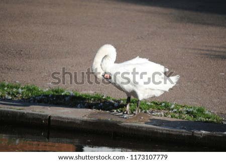 the beautiful swan