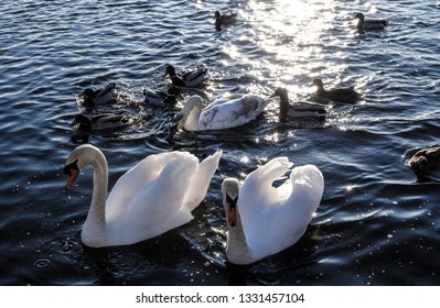 Swans Have Come Back >> Swan Stock Photos Images Photography Shutterstock Swans Have Come Back >> Swan Stock Photos Images Photography Shutterstock