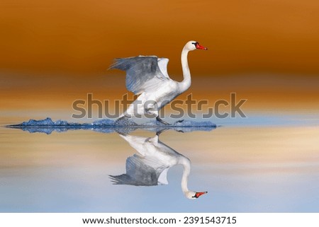 A beautiful swan landing on still water. Colorful nature background. Bird: Mute Swan.(Cygnus olor).