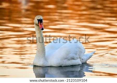 Similar – Image, Stock Photo swan Colour photo