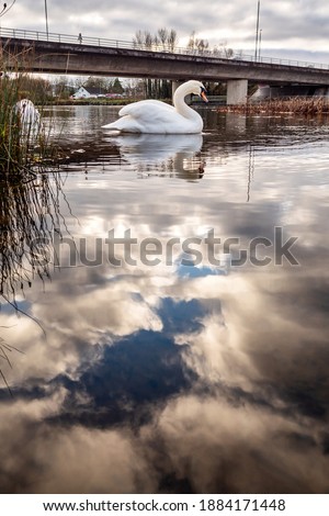 Similar – Foto Bild Ledas Schwäne Umwelt Natur