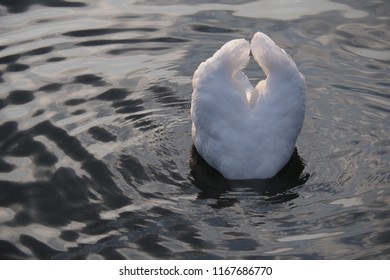 Beautiful Swan Seeking For The Food Below The Water Surface Late In The Evening.