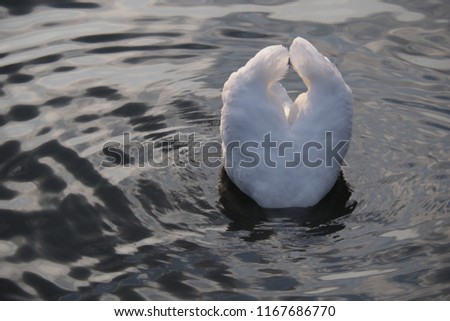 Beautiful swan seeking for the food below the water surface late in the evening.