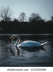 Beautiful Swan In Sefton Park