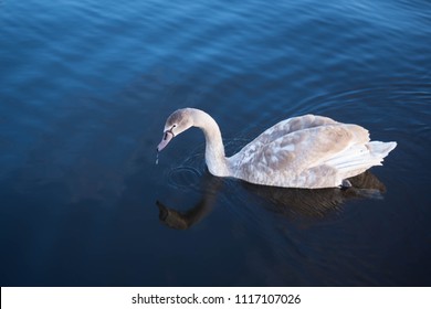 Beautiful swan swimming in the lake with blue dark background.