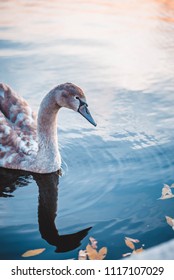 Beautiful swan swimming in the misty lake with blue dark background. Autumn leaves on water.