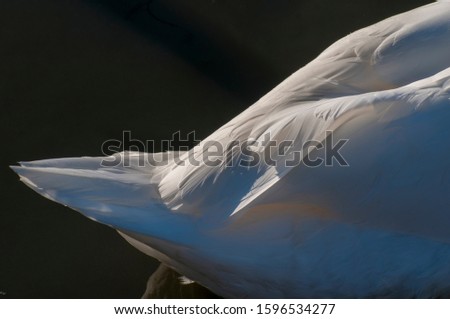 Similar – Image, Stock Photo Swan over!