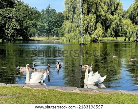 Beautiful swans and ducks swim in the lake.