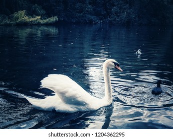 Beautiful Swans At St James's Park At London