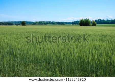 Beautiful Swedish open landscape in the countryside. Farmers field, tall grass and forest.