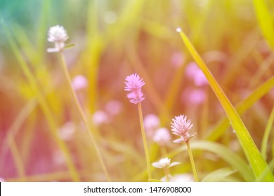 Beautiful sweet flower in soft focus style for flora background. Pastel color tone