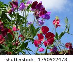 beautiful sweet pea flowers against blue sky